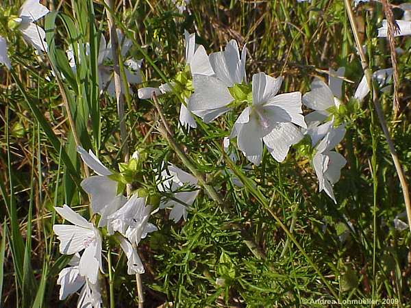 Malva moschata