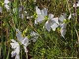 Malva sylvestris