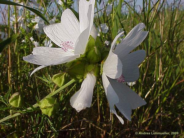 Malva moschata