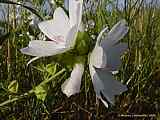 Malva sylvestris