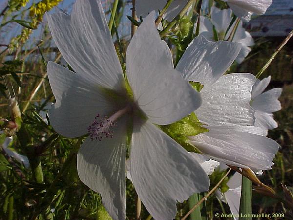 Malva moschata