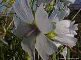 Malva sylvestris