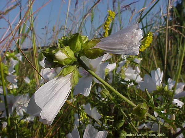 Malva moschata