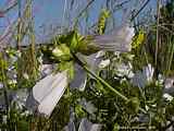 Malva sylvestris