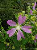  Malva sylvestris