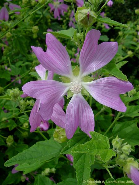 Malva sylvestris