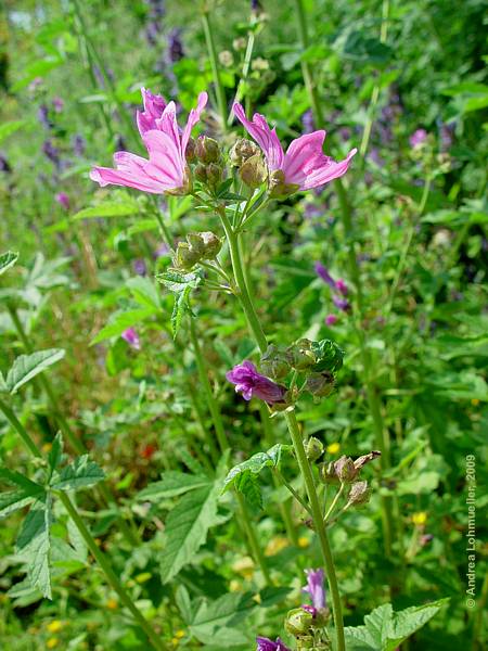 Malva sylvestris