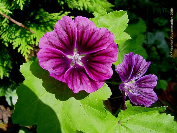 Malva sylvestris ssp. mauritiana