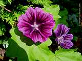 Malva sylvestris