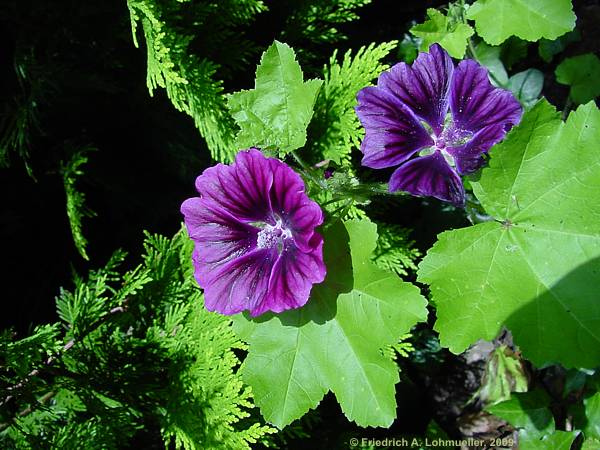 Malva sylvestris ssp. mauritiana