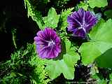 Malva sylvestris