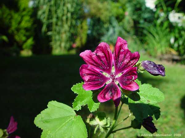 Malva sylvestris ssp. mauritiana