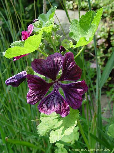 Malva sylvestris ssp. mauritiana