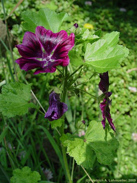 Malva sylvestris ssp. mauritiana