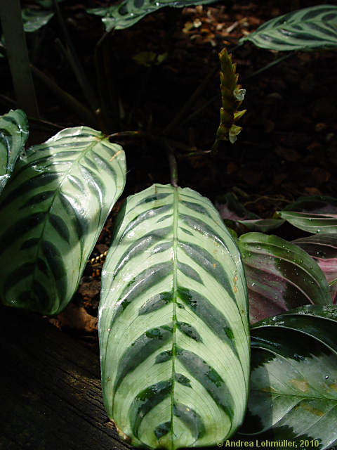 Calathea hybr.