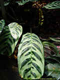 Calathea hybr.