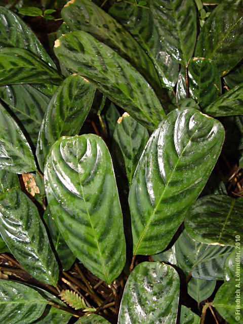 Calathea hybr.