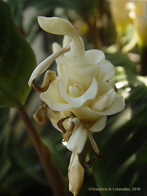 Calathea hybr.