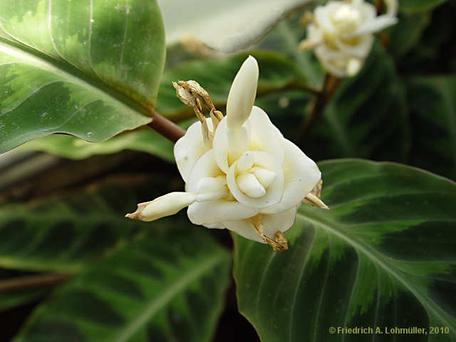 Calathea hybr.