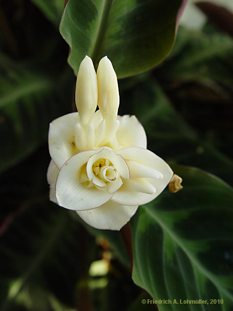 Calathea hybr.