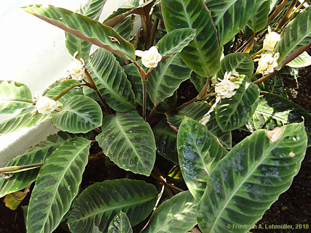 Calathea hybr.