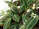 Calathea hybr.