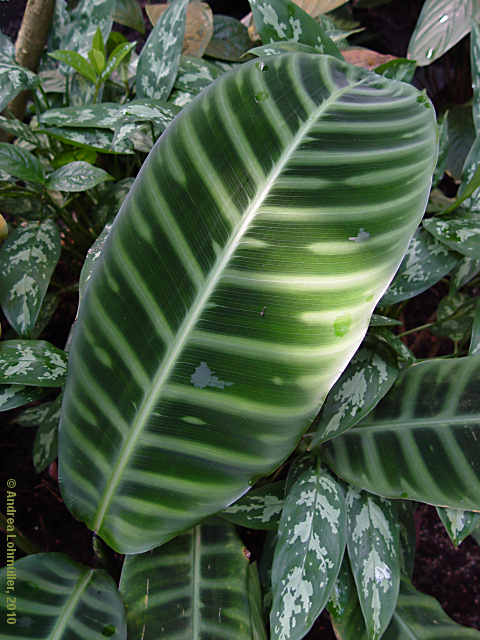 Calathea lancifolia