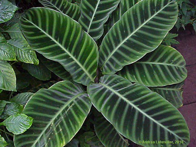 Calathea lancifolia