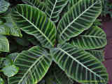 Calathea lancifolia