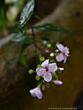 Centradenia floribunda