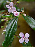 Centradenia floribunda