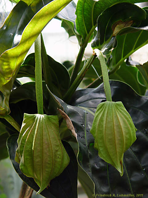 Medinilla myriantha