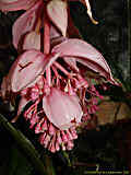 Medinilla myriantha