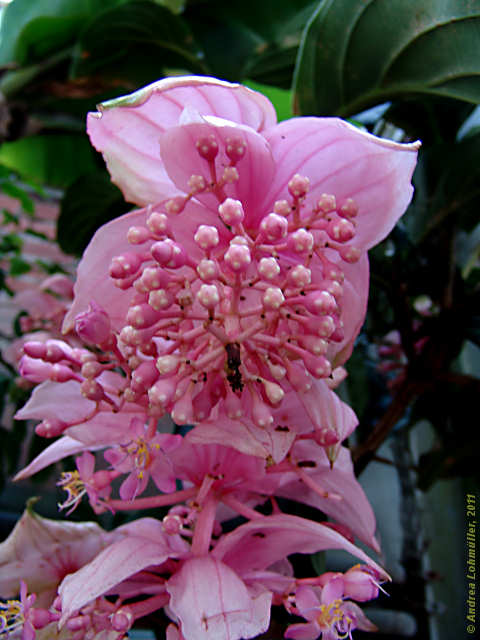 Medinilla myriantha