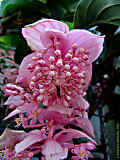 Medinilla myriantha