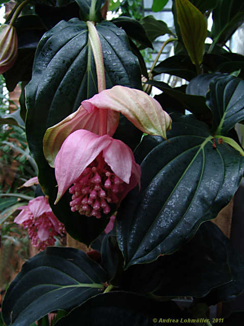 Medinilla myriantha