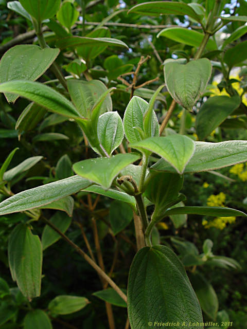 Tibouchina urvilleana