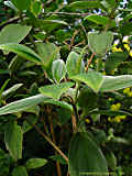 Tibouchina urvilleana