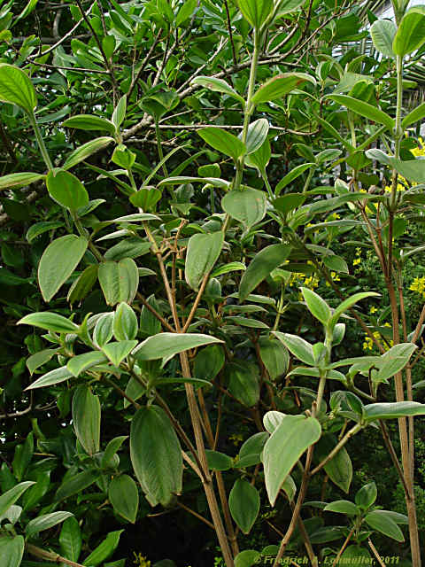 Tibouchina urvilleana