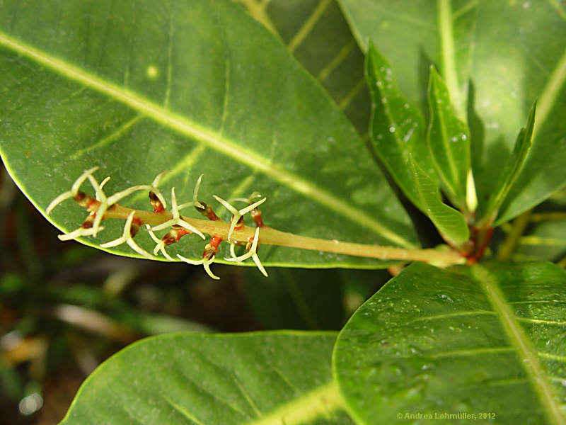 Swietenia macrophylla