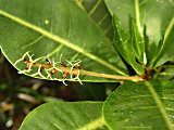 Swietenia macrophylla