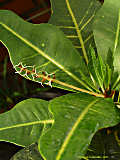 Swietenia macrophylla