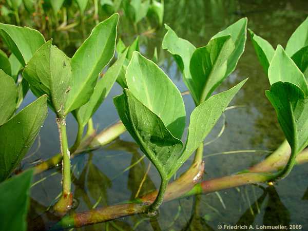 Menyanthes trifoliata