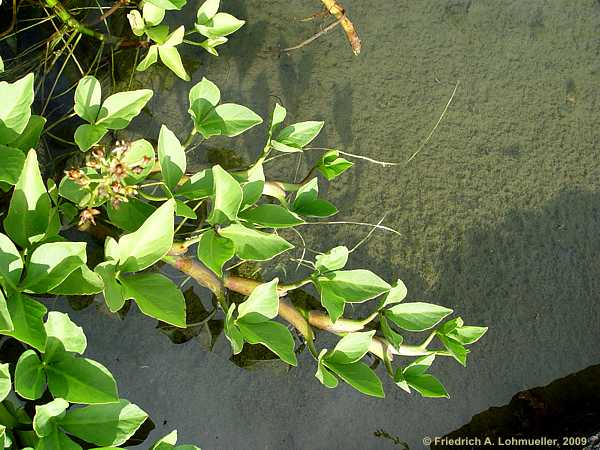 Menyanthes trifoliata