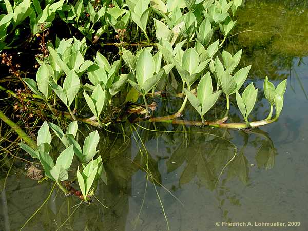 Menyanthes trifoliata