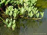 Menyanthes trifoliata