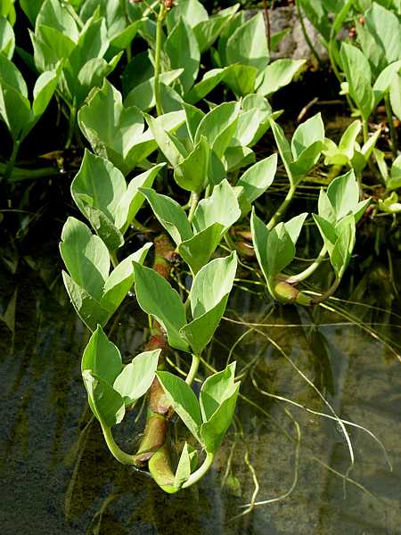 Menyanthes trifoliata