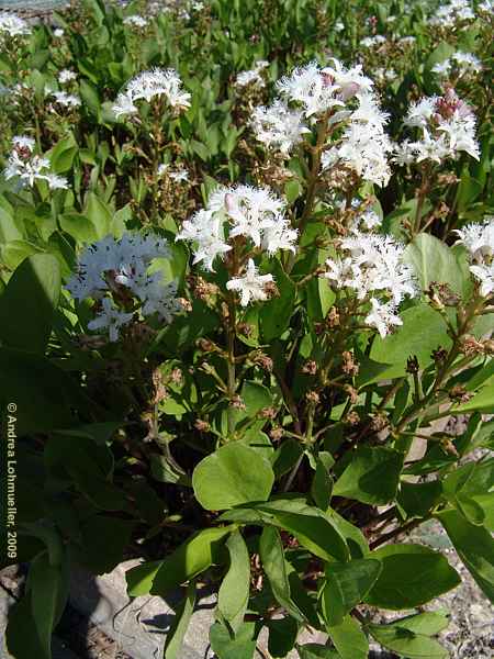 Menyanthes trifoliata