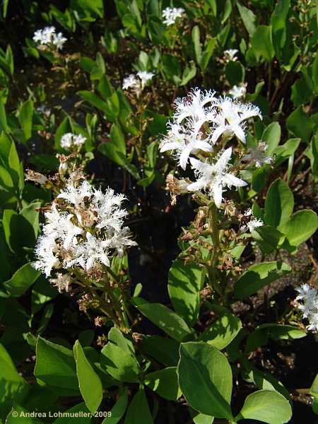 Menyanthes trifoliata