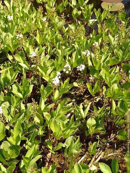 Menyanthes trifoliata